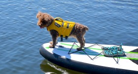5 Steps To SUP With Your Pup