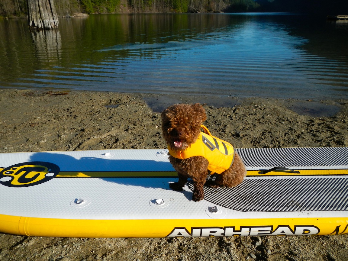 paddle boarding with dog
