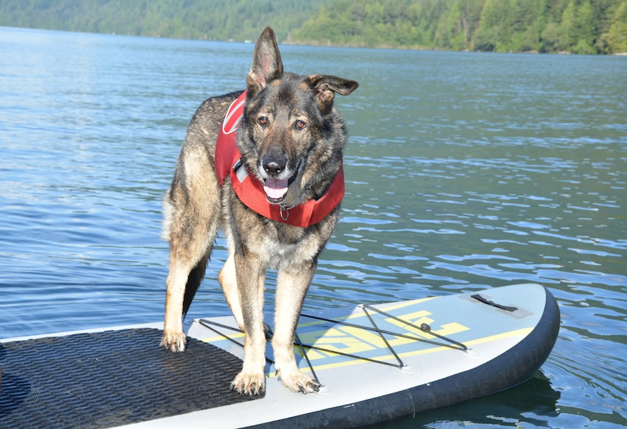 stand up paddle boarding with a dog