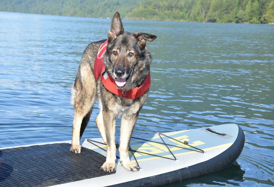 Inflatable Paddle Board With Dog