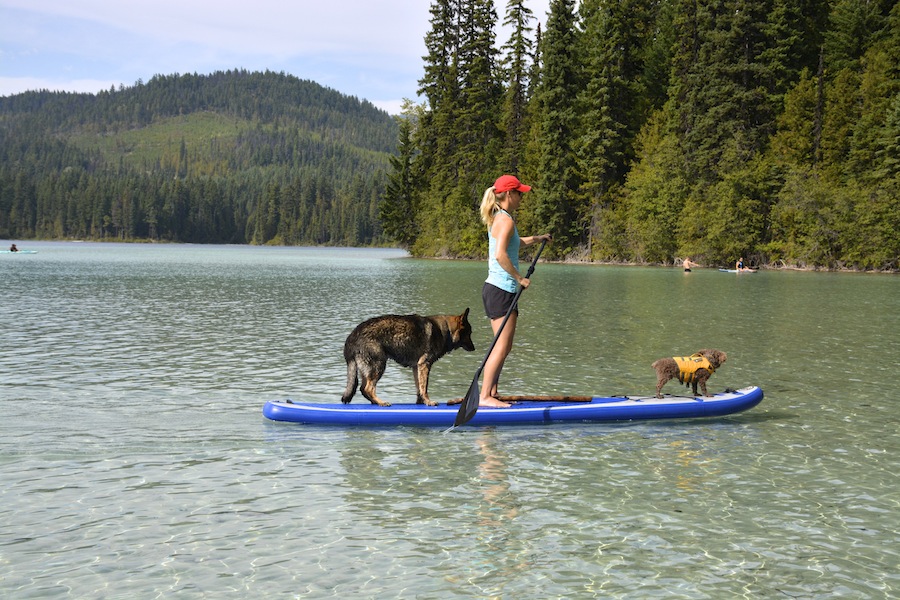 paddling Sea Eagle Longboard with dogs