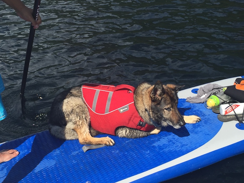 SE Longboard inflatable SUP with dog