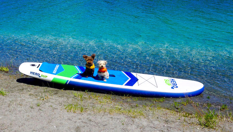My SUP pups hanging out on the Hero SUP Crusader
