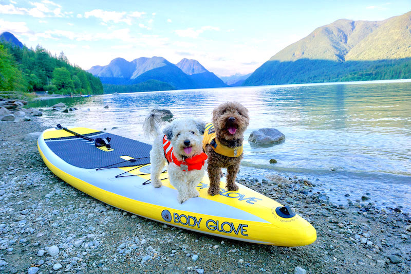 stand up paddle boarding with dogs sup dogs