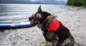 D-fa Float Doggy Dog Life Jacket Review