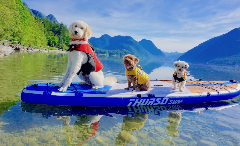 paddle boarding with dogs