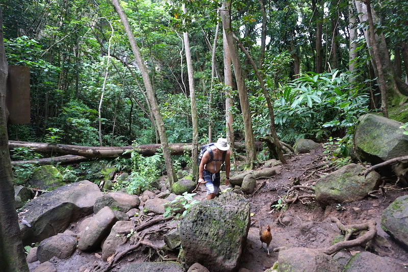hike to Secret Falls in Kauai