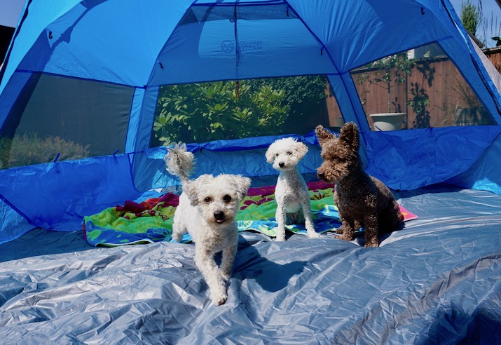 dogs in the Outdoormaster pop up tent