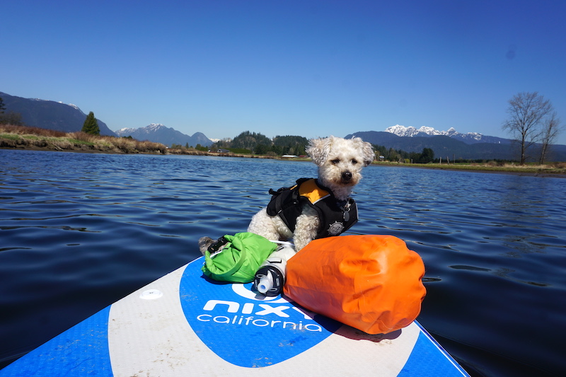 paddle boarding with a dog