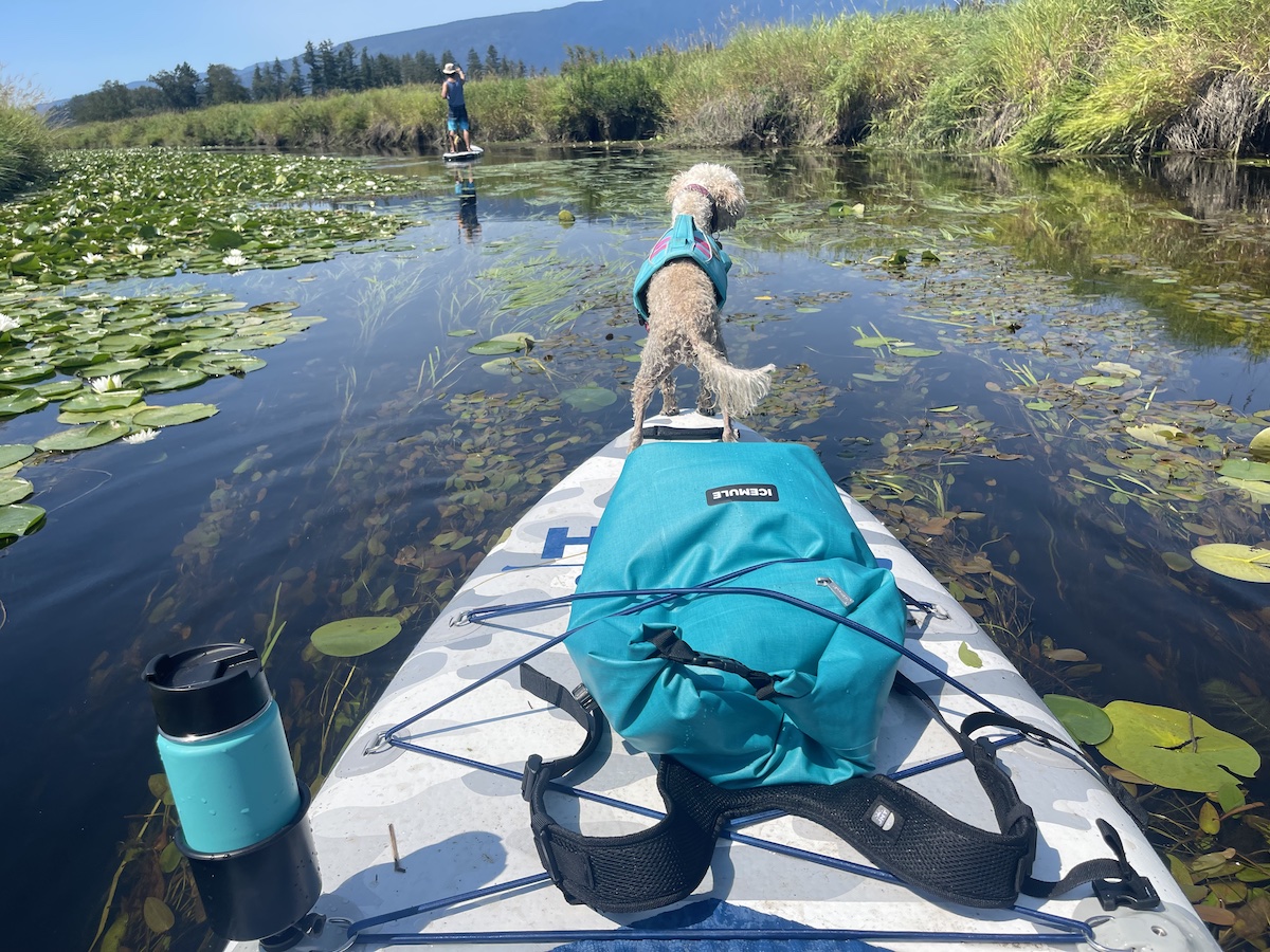 stand up paddleboarding with dogs and Icemule cooler bag